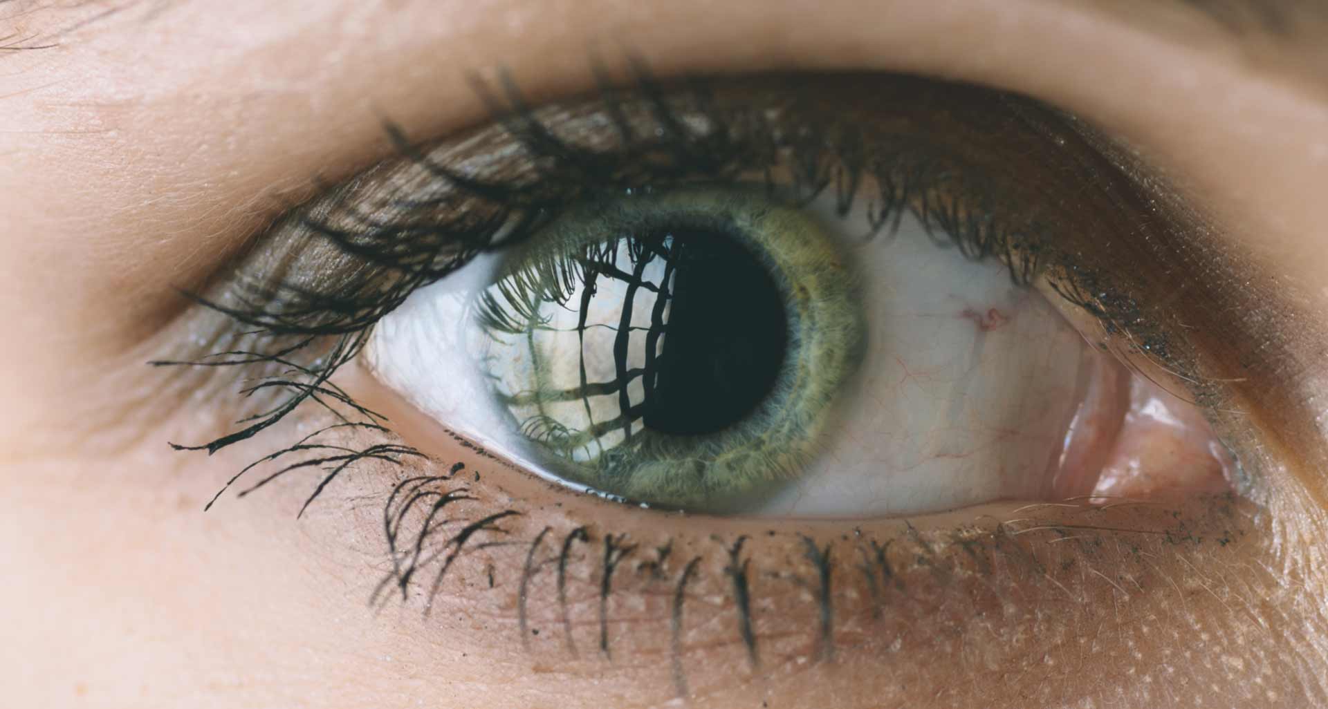 Cornea